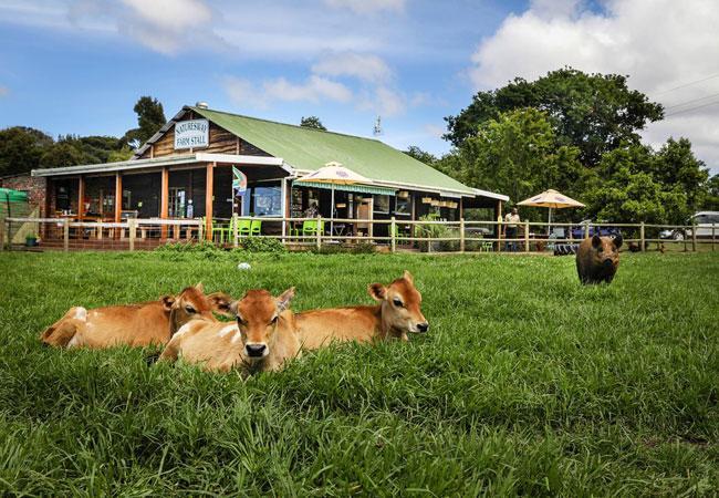 Nature'S Valley Health Retreat A Hide Away In The Forest Eksteriør bilde